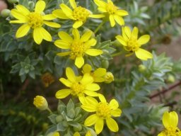 Euryops tysonii floral development
